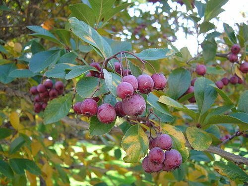 crataegus crus-galli